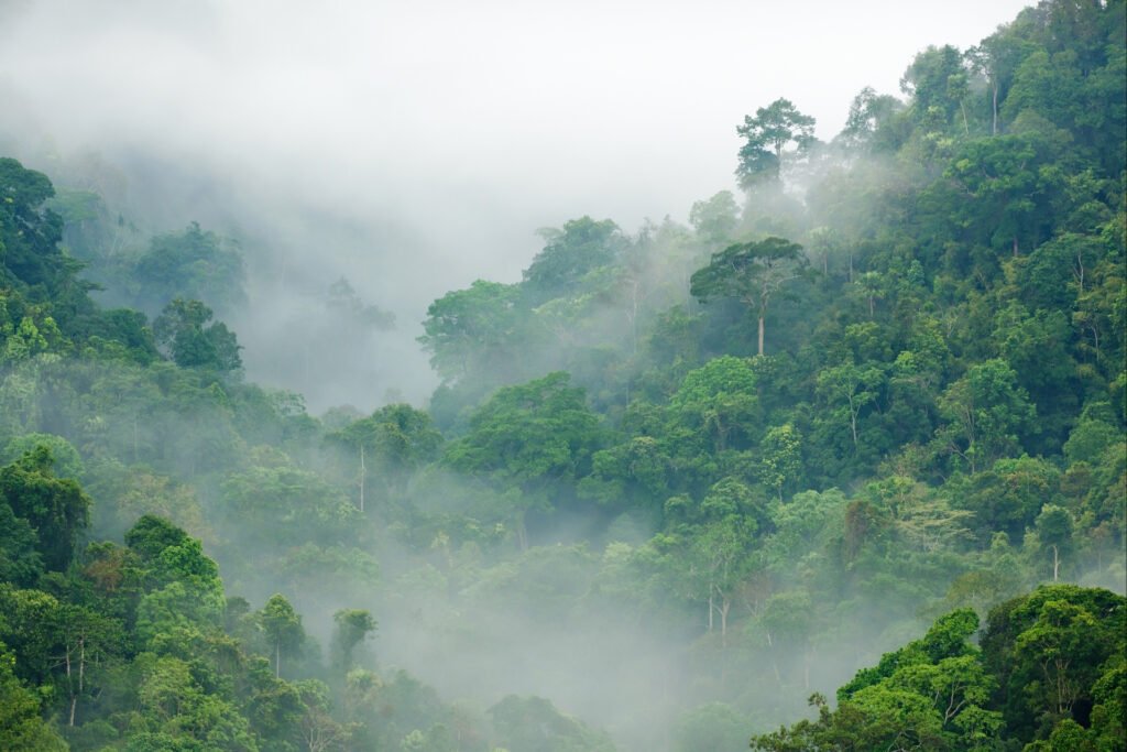bosque denso con neblina