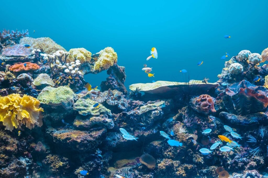 Underwater coral reef scene at Roatán Marine Park with colorful fish and diverse marine life