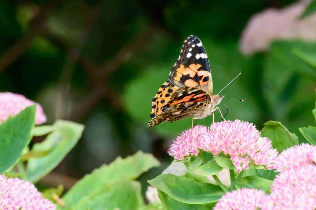 A butterfly flitting around colorful flowers in the peaceful Roatán Butterfly Garden