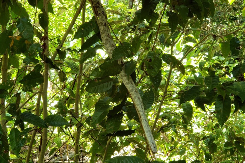 Boa rosada